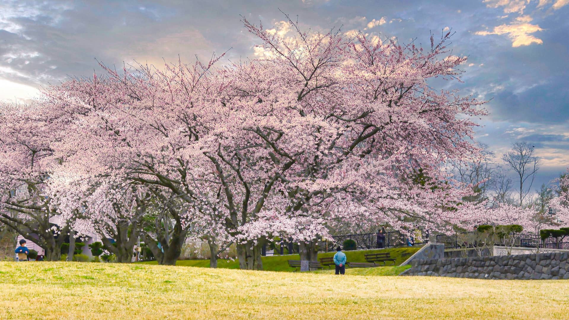 Spring in Hokkaido is a sight to behold.